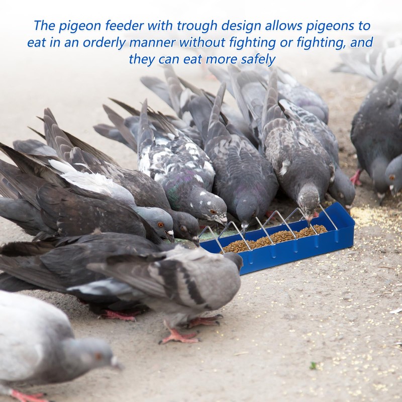 Tioncy 4 Pcs Pigeon Feeder Bird Dispenser Slot Container Poultry