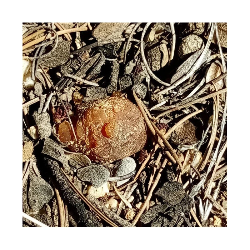 100% Pure Piñon Pine Tree Sap/Resin/Pitc - 8 oz. 1/2