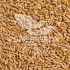 Khorasan Wheat Berries - 100% Certified Organic Khorasan Whole Wheat