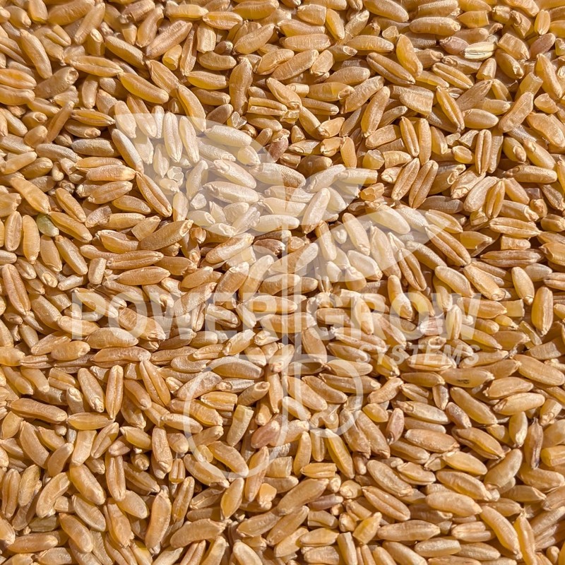 Khorasan Wheat Berries - 100% Certified Organic Khorasan Whole Wheat