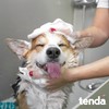 Tenda Coconut & Vanilla Shampoo for Dogs 32oz – Moisturizing