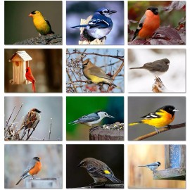 Small World Greetings Song Bird Greeting Cards With ID Card - Blank Inside- 5.5" x 4.25"-12 Pack