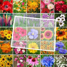 Eden Brothers Colorado Wildflower Mixed Seeds for Planting, 1 oz, 30,000+ Seeds with Cornflower, Lupine | Attracts Pollinators, Plant in Spring or Fall, Zones