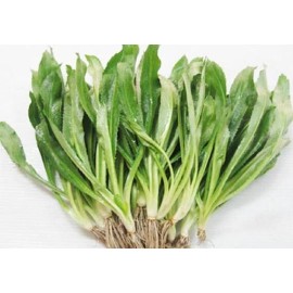Pan-Asia Heirloom USA FreeShip 4000 NGO GAI Culantro Herb Seeds / Vietnamese Thai Parsley / Recao