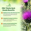 Outsidepride Milk Thistle Seeds - 200 Pcs Biennal, Hardy &