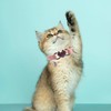 Tabanzhe Heart Cat Collar-Adjustable Rhinestone Collar with Safety Belt and