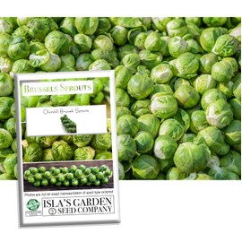Churchill Brussels Sprout Seeds for Planting, 300+ Heirloom Seeds Per Packet, (Isla's Garden Seeds), Non GMO Seeds, Botanical Name: Brassica oleracea VAR. gemmifera, Great Home Garden Gift