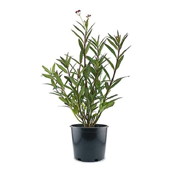 American Plant Exchange Live Milkweed Plant, Host for Monarch Butterflies, Plant Pot for Home and Garden Decor, 6" Pot
