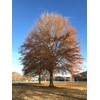 Willow Oak Tree | 10 Live Plants | Quercus Phellos