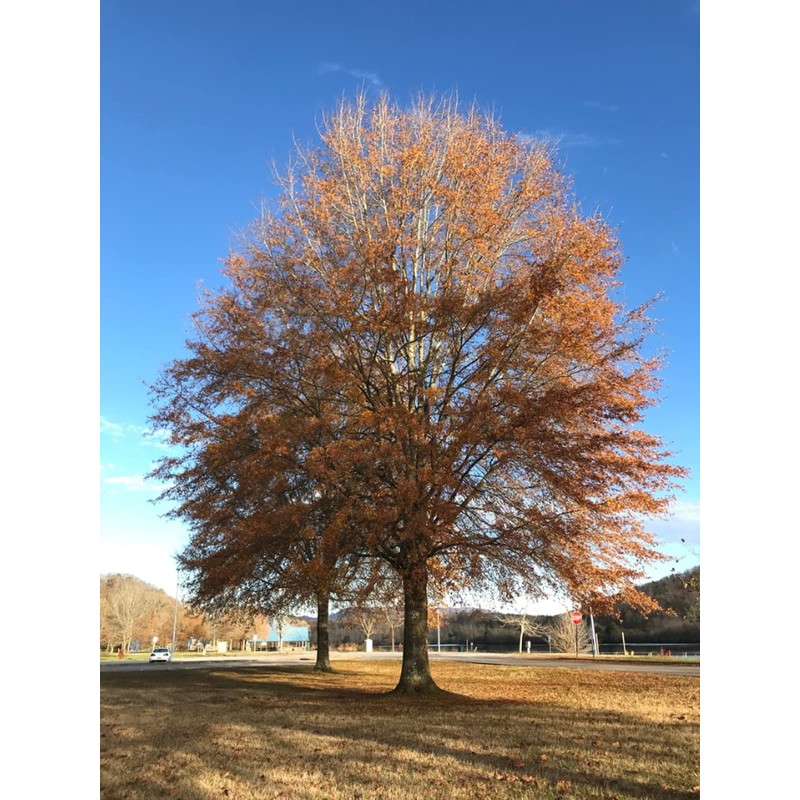 Willow Oak Tree | 10 Live Plants | Quercus Phellos