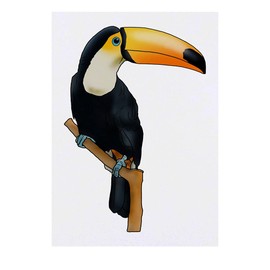 Azeeda 'Toucan' Temporäres Tattoo - Hautfreundlicher & Ungiftiger Abziehbild · Wasserfest (TO00043176)