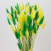 Green & Yellow Bunny Tails Dried Summer Flowers for Vase