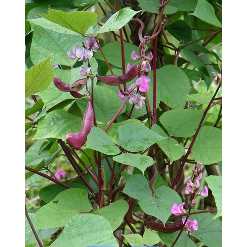 15PCS Purple Hyacinth Bean Seeds Dolichos Lablab Climbing Vine Non-GMO