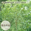 Marche Pure Mulberry Leaf Tea Pack, Made in Japan, 0.7