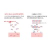 Collagen Tripeptide Premium 20 Stick Type 0.1 oz (4 g),