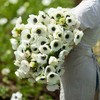 Anemone Bulbs - De Caen White - 40 Bulbs -