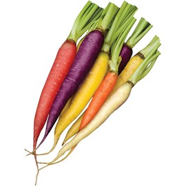Rainbow Blend Carrot Seeds (Daucus carota) – Pack of 500 Heirloom Non-GMO Seeds, Rare & Colorful Varieties, by Isla’s Garden Seeds, Perfect for Home Vegetable Gardens, Fresh & Vibrant Harvest