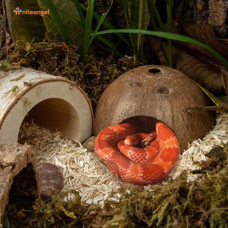 2 Pack Natural Coconut Reptile Hideouts, Lizard, Spider and Aquarium