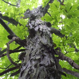 Palm Beach Medicinal Herbs - Shagbark Hickory Tree (Carya ovata) - Packet of 3 Seeds