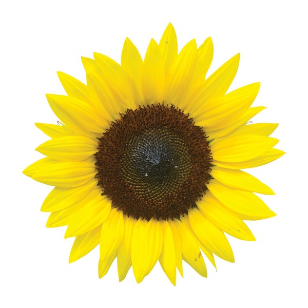 Burpee Jua Maya Hybrid Sunflower Seeds 45 seeds