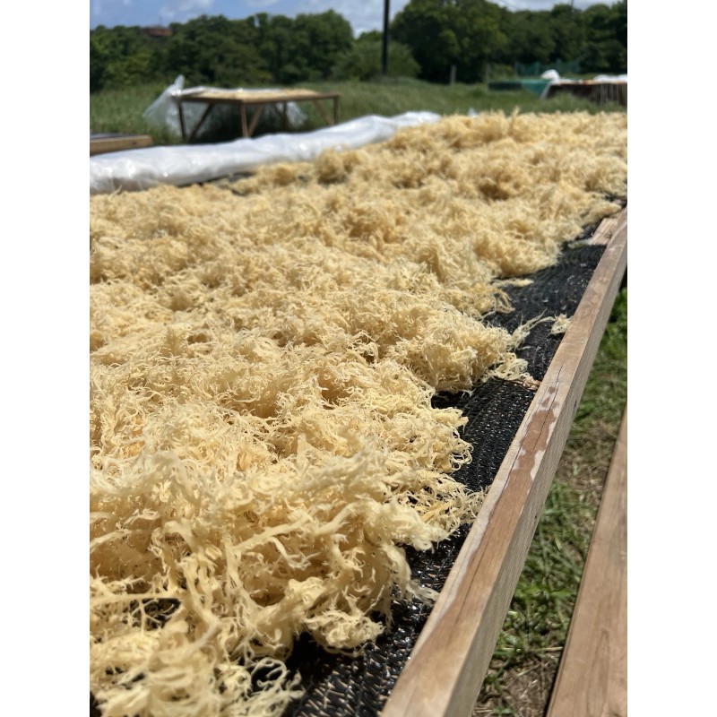 TrueSeaMoss Natural Sea Moss 8oz 100% Wildcrafted Caribbean Seamoss Superfood