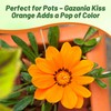 Outsidepride Kiss Orange Gazania Seeds for Planting – 25 Pcs