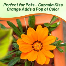 Outsidepride Kiss Orange Gazania Seeds for Planting – 25 Pcs Perennial, Low-Maintenance, Drought-Tolerant Ground Cover Seeds for Vibrant Summer & Fall Flowers, Great for Outdoor Gardens