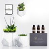 2in1 Reed Diffusers for Home & Faux Succulents Plants Artificial