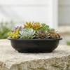 HAKZEON 12 Pcs 12 Inch Bonsai Training Pots, Matte Finish