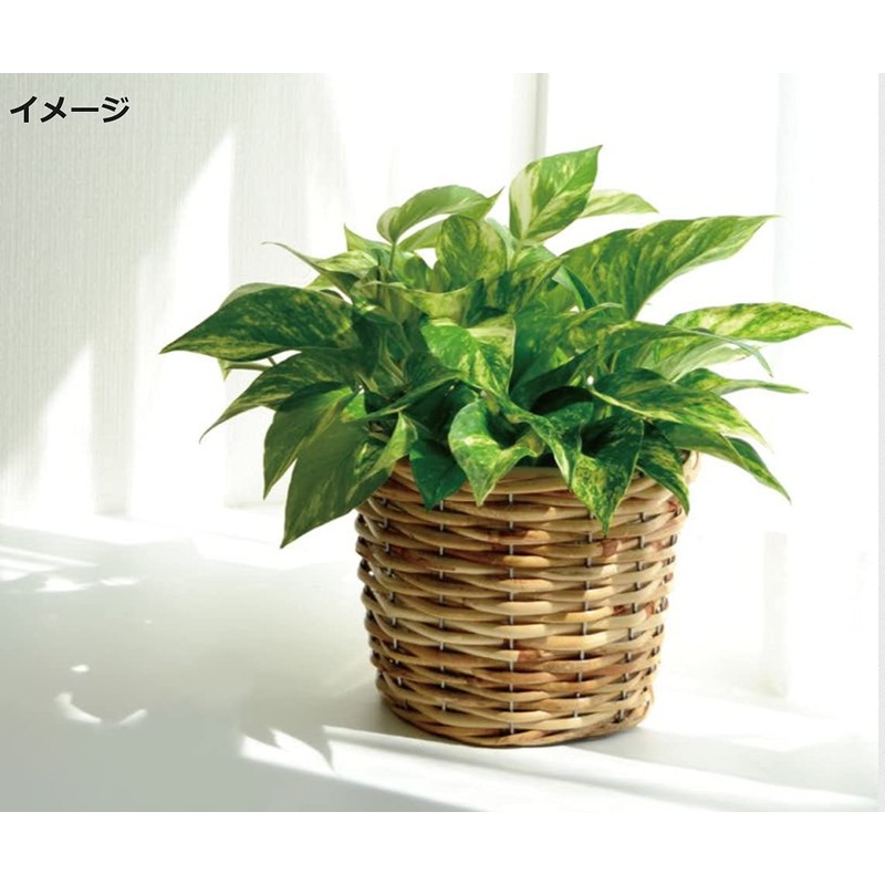 Ohashi Shinji Shoten Pot Cover PE Planter No. D6 Brown