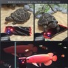 Aquarium Heating Rods Professional Auto Frequency Conversion Heating and Constant