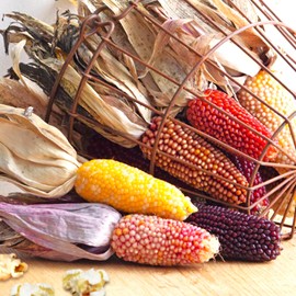 TomorrowSeeds - Rainbow Mix Strawberry Popcorn (Ornamental Corn) Seeds - 150+ Count - For 2025 Planting Strawberry DeLite Mix Mini Popping Kernels Crafting Indian Heirloom Vegetable Grow Your Own Home