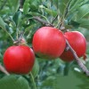 PnE seeds Red Delicious Apple tree seeds 5 count