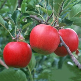 PnE seeds Red Delicious Apple tree seeds 5 count