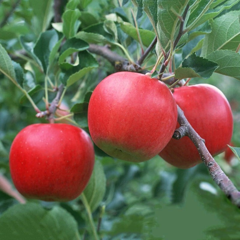 PnE seeds Red Delicious Apple tree seeds 5 count