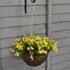Selections Artificial Blond Lobelia hanging basket (25 centimeters) by Smart