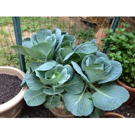 TomorrowSeeds - Georgia Southern Collard Greens Seeds - 1000+ Count - For 2025 Planting USA Garden Southern Vegetable Collards Green Kale Spinach Cabbage Non-GMO Heirloom Grow Your Own Home Farm Patio