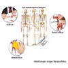 Sport-Tec The Human Skeleton Mini Poster Anatomy 34 x 24