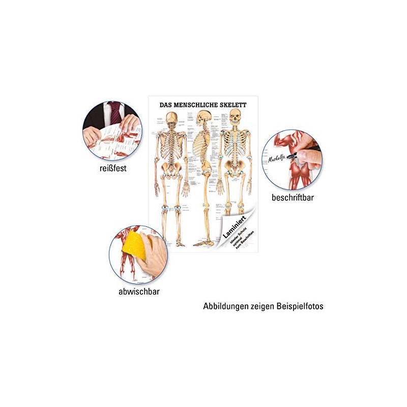 Sport-Tec The Human Skeleton Mini Poster Anatomy 34 x 24