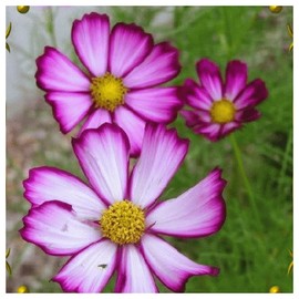 Everwilde Farms - 500 Picotee Cosmos Wildflower Seeds - Gold Vault Jumbo Seed Packet