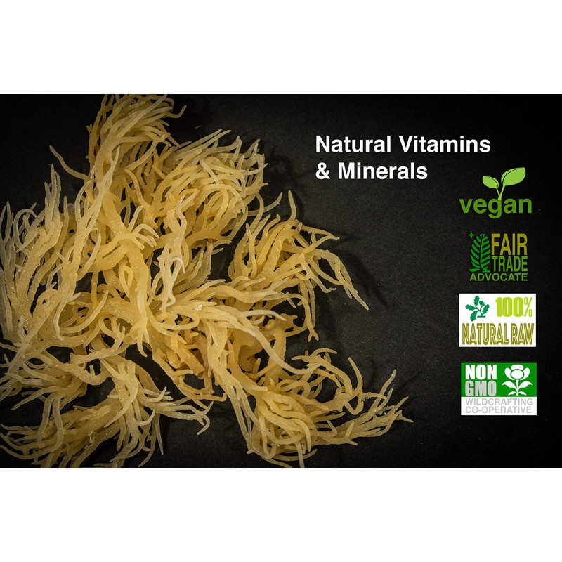 Dried Sea Moss (16 Oz (pack of one)) - Caribbean
