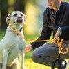 Slip Lead 6 FT for Small and Medium Dogs,Puppy Dog