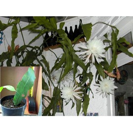 Epiphyllum Oxypetalum Queen Of The Night Plant Root Live Leaf Cuttings for growing