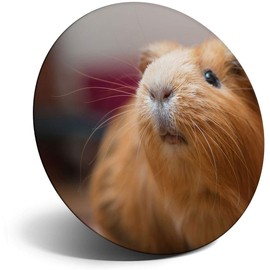 Destination Vinyl ltd Magnet for Refrigerator, Fridge - Cute Ginger Guinea Pig Animals Pets for Office, Cabinet and Whiteboard, Magnetic Stickers, 8353