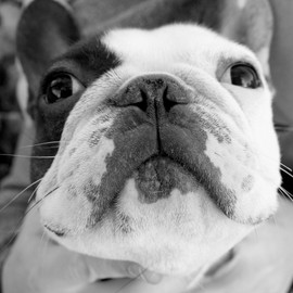 CafePress French Bulldog Tote Bag Reusable Natural Beige Canvas Shopping Bag