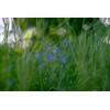 Health Embassy Speedwell Herb (Veronica Officinalis – Veronicae Herba) (50g)