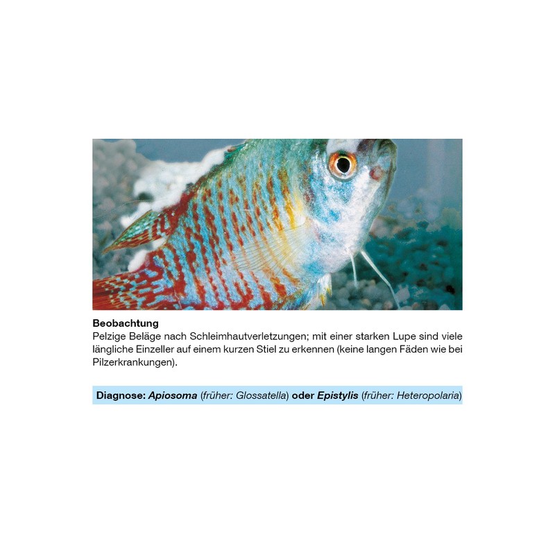 sera Phyto Med Protection Azid Medication for ornamental fish against