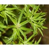 Culantro Herb Eryngium foetidum recao edible latin cuisine spice seed