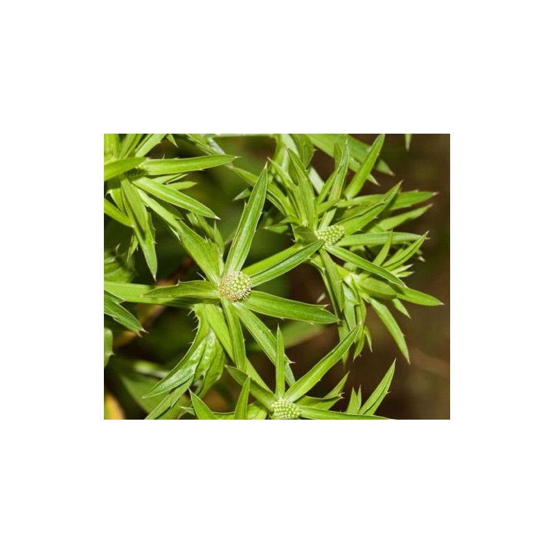 Culantro Herb Eryngium foetidum recao edible latin cuisine spice seed