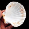 Florida Shells and Gifts 6 LG White Irish Baking Scallop